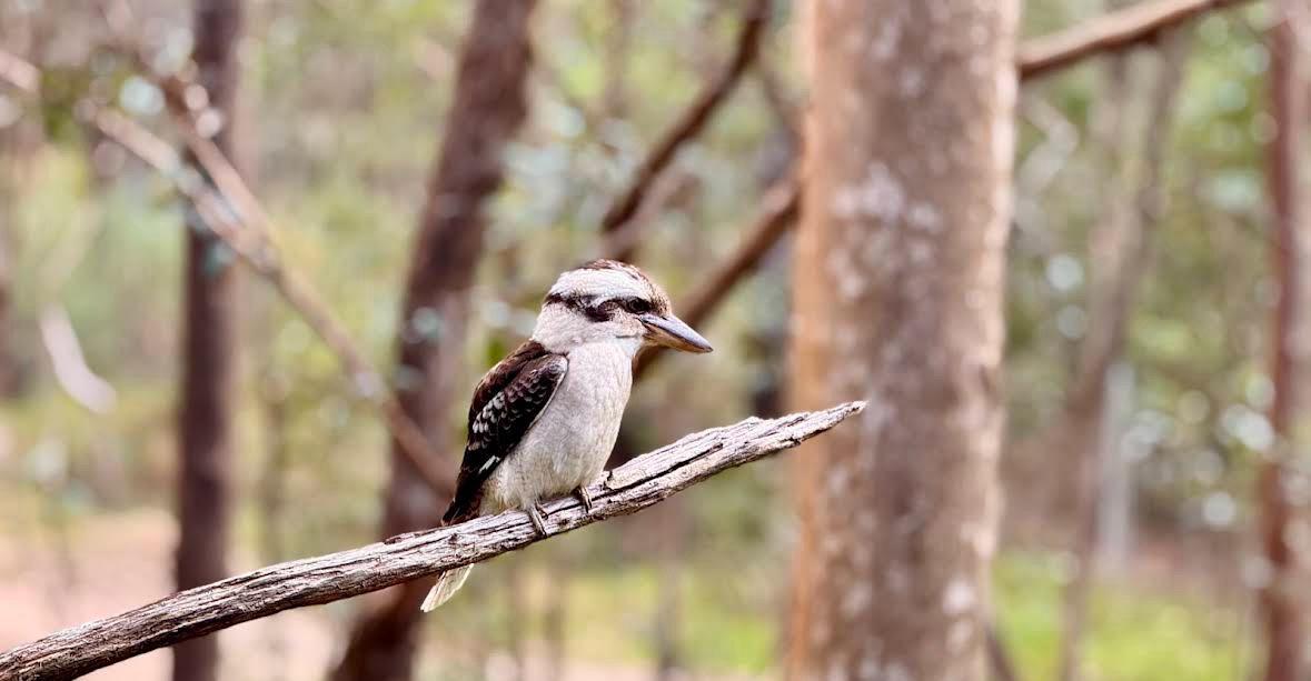 Australian Coastal Dunes