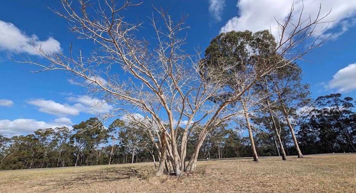Eucalyptus Forest